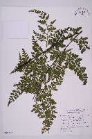 大鐵角蕨藏品圖，第1張