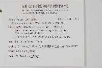 大鐵角蕨藏品圖，第2張