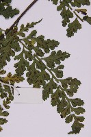 大鐵角蕨藏品圖，第3張