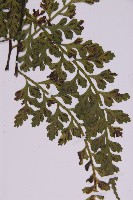 大鐵角蕨藏品圖，第4張