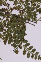 大鐵角蕨藏品圖，第5張