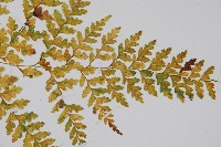 大膜蓋蕨藏品圖，第3張