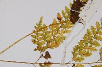 大膜蓋蕨藏品圖，第4張