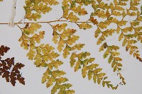 大膜蓋蕨藏品圖，第5張