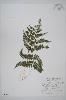 姬蹄蓋蕨藏品圖，第1張