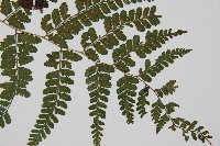 姬蹄蓋蕨藏品圖，第3張