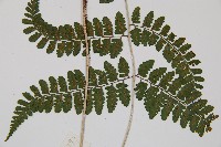 姬蹄蓋蕨藏品圖，第4張