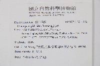 紅線蕨藏品圖，第2張