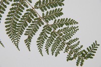 紅線蕨藏品圖，第3張