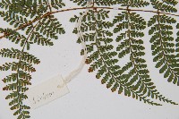 紅線蕨藏品圖，第4張