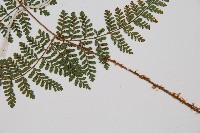 紅線蕨藏品圖，第5張