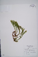 反捲葉石松藏品圖，第1張