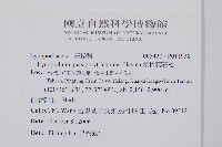 反捲葉石松藏品圖，第2張