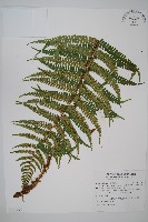 瓦氏鱗毛蕨藏品圖，第1張