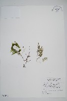 細葉蕗蕨藏品圖，第1張