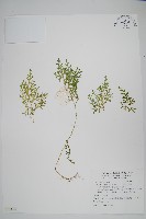 玉山卷柏藏品圖，第1張