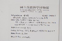 玉山卷柏藏品圖，第2張