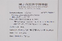 阿里山舌蕨、大葉舌蕨藏品圖，第2張