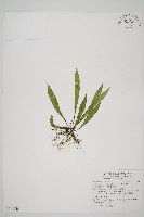 劍葉鐵角蕨、箭葉鐵角蕨藏品圖，第1張