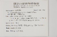 劍葉鐵角蕨、箭葉鐵角蕨藏品圖，第2張