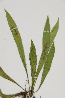 劍葉鐵角蕨、箭葉鐵角蕨藏品圖，第3張