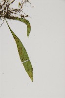 劍葉鐵角蕨、箭葉鐵角蕨藏品圖，第4張