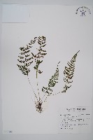 蓬萊蹄蓋蕨藏品圖，第1張