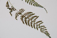 蓬萊蹄蓋蕨藏品圖，第3張