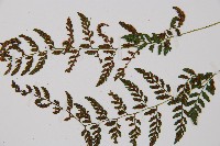 蓬萊蹄蓋蕨藏品圖，第4張