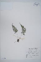 蓬萊蹄蓋蕨藏品圖，第1張