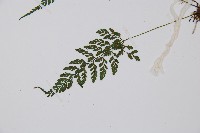 蓬萊蹄蓋蕨藏品圖，第4張