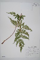 長葉鱗毛蕨藏品圖，第1張