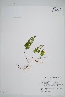 細葉蕗蕨藏品圖，第1張