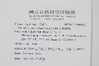 細葉蕗蕨藏品圖，第2張