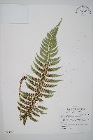 鐮葉耳蕨藏品圖，第1張