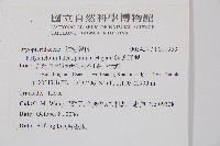 鐮葉耳蕨藏品圖，第2張