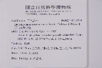 玉山擬鱗毛蕨藏品圖，第2張