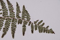 玉山擬鱗毛蕨藏品圖，第3張