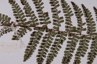 玉山擬鱗毛蕨藏品圖，第4張