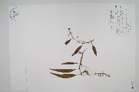 骨牌蕨藏品圖，第1張