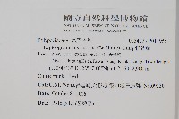 骨牌蕨藏品圖，第2張