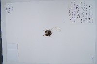 梳葉蕨藏品圖，第1張