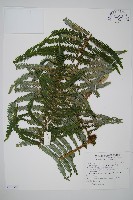 裡白藏品圖，第1張