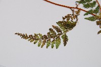 碗蕨藏品圖，第3張