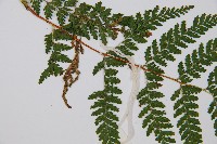 碗蕨藏品圖，第4張