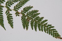 碗蕨藏品圖，第5張