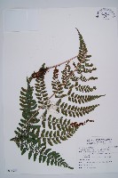 耳垂蹄蓋蕨藏品圖，第1張