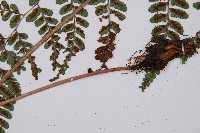 耳垂蹄蓋蕨藏品圖，第6張