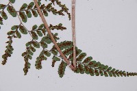 耳垂蹄蓋蕨藏品圖，第7張