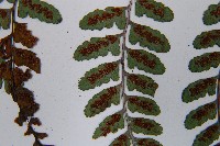 耳垂蹄蓋蕨藏品圖，第8張